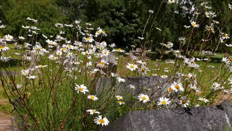 Margaritas-De-Ojo-De-Buey,-Leucanthemum-Vulgare-En-El-Antiguo-Cementerio