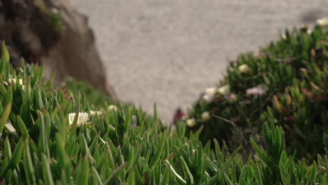 sliding view of a field of plants by the sand beach