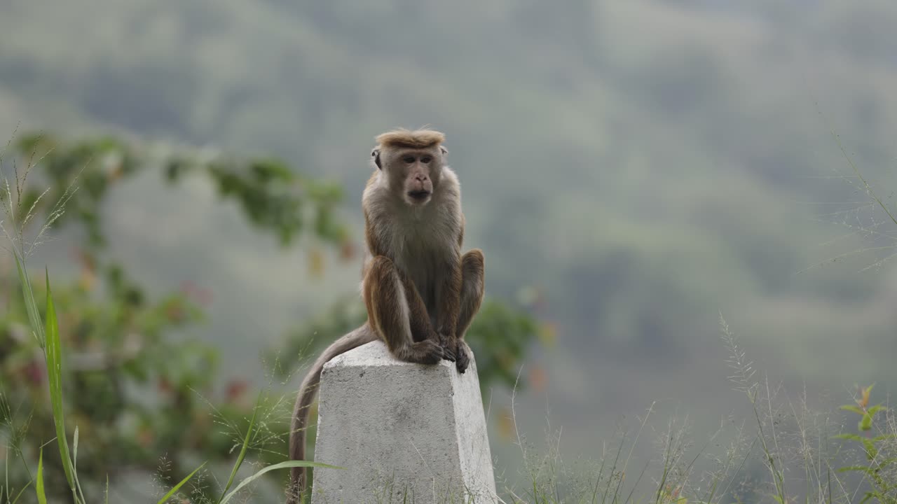 Toque macaque yawning on concrete stone