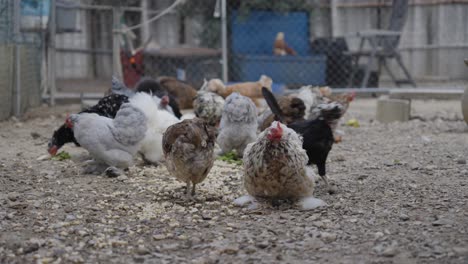many chickens in a backyard coop