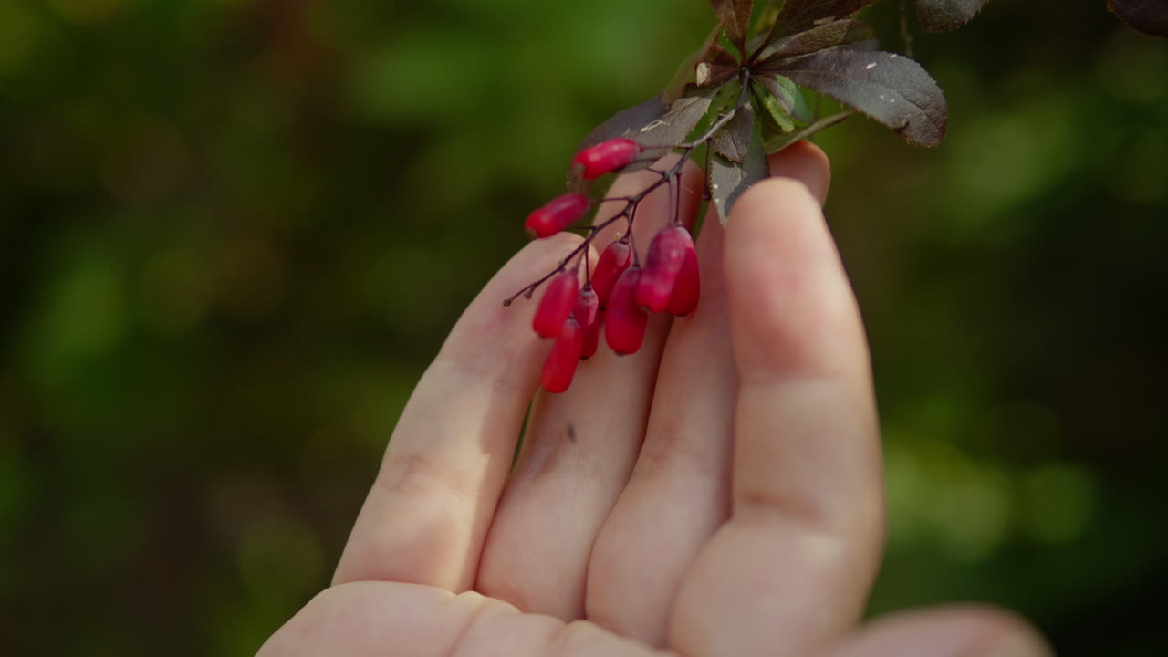 Close-up of Hand Gently Holding Red Barberry Berries