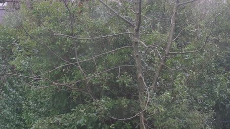 Close-up-slow-motion-of-trees-and-branches-during-strong-winds