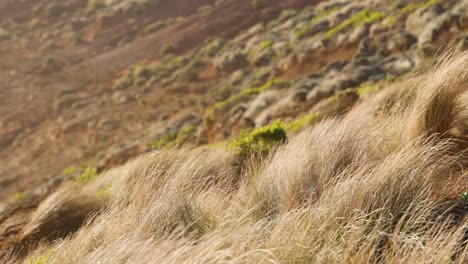 wind blowing through coastal grass in melbourne