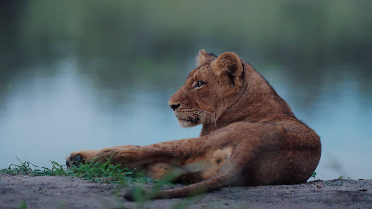 Lion Cub by the Waterhole