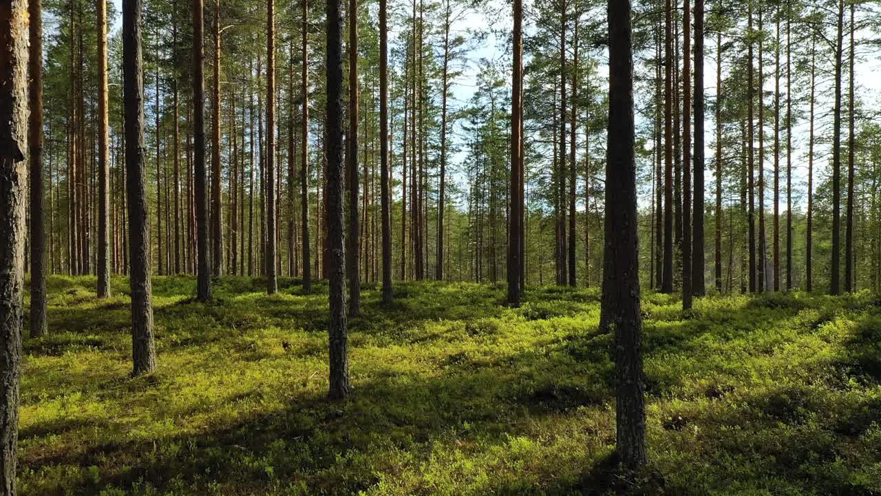 Veduta aerea della foresta in Finlandia. La splendida natura della Finlandia