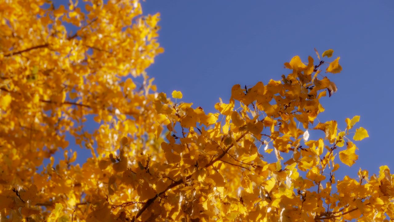 Folhas amarelas em um fundo de céu azul