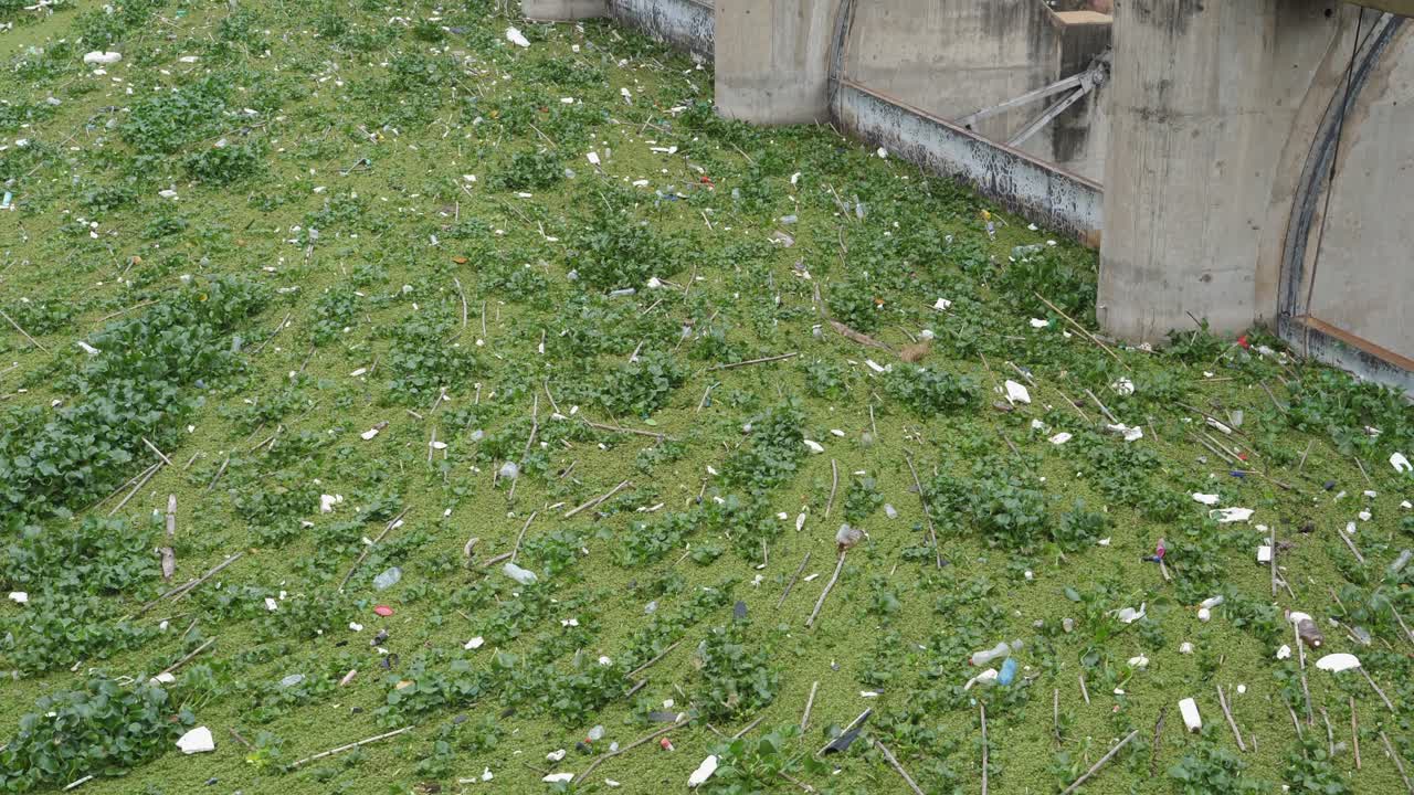 incline hacia arriba a través de la estera de malezas acuáticas llenas de basura en la superficie del lago en la presa de energía