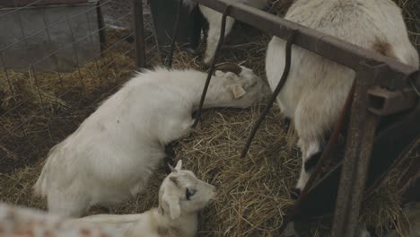 domestic goats feeding on a pile of hay in a goat farm - high angle shot