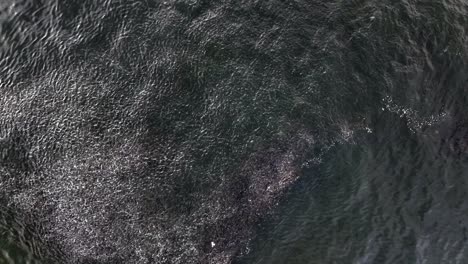 A-top-down-view-over-a-school-of-fish-in-the-green-waters-of-the-Atlantic-Ocean,-off-Rockaway-Beach-in-NY