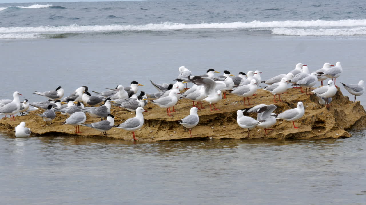 una roca en el océano llena de aves marinas, incluidas las gaviotas