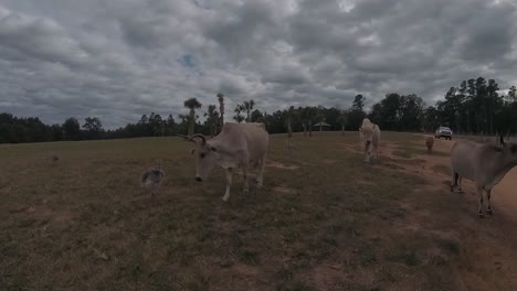 White-African-cow-with-long-horns,-a-white-American-bison,-and-ostrich-chicks-on-a-ranch