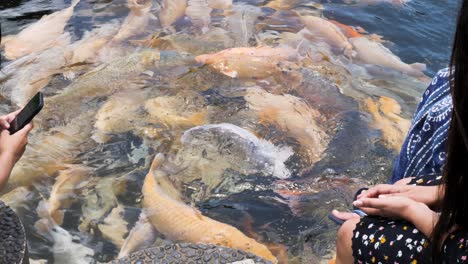 Una-Masa-De-Peces-Koi-Gigantes-Rompe-La-Superficie-De-Las-Aguas-De-Un-Estanque-Turístico-Cristalino-Del-Templo