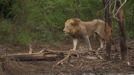 tracking shot of a lion walking through dry forest