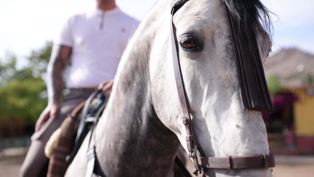 Close-up do Rosto de um Cavalo Majestoso com um Cavaleiro ao Fundo