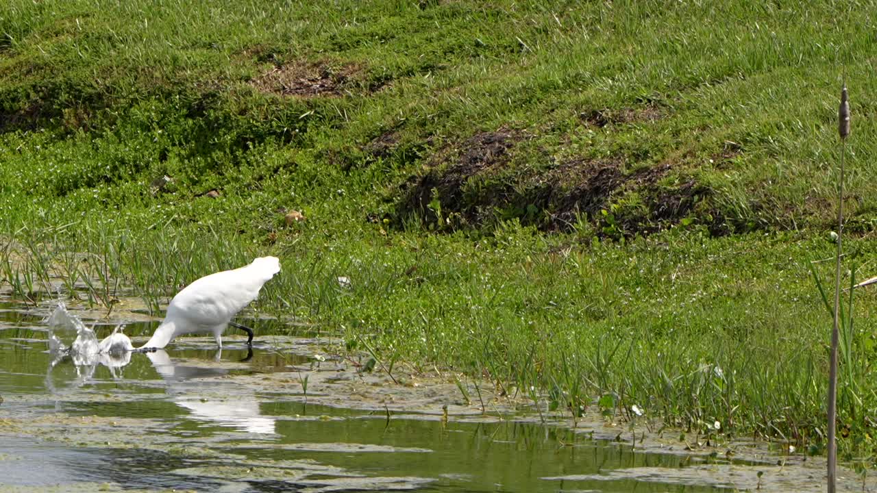 Great egret dives for a fish