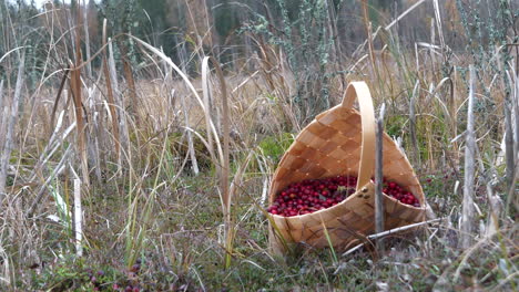 Pflücken-Frisch-Angebauter-Preiselbeeren-Aus-Moosigen-Feuchtgebieten-Skandinaviens,-Nahaufnahme