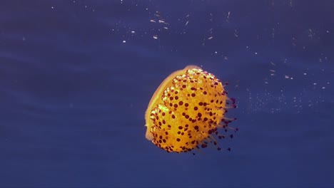 Egg Yolk Jellyfish (Phacellophora camtschatica) drifting below the surface illuminated by sun rays