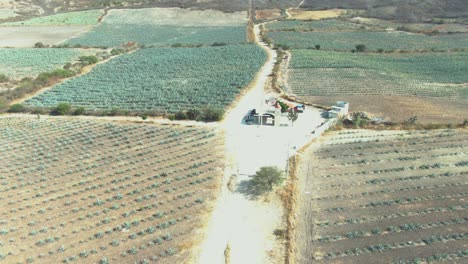 campos de agave mezcal oaxaca mexico