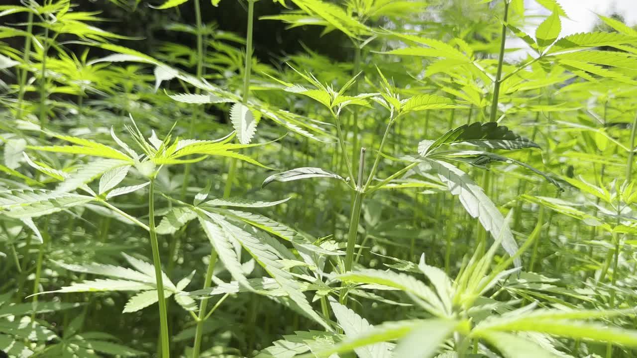 마을에서 대마초를 재배하는 것