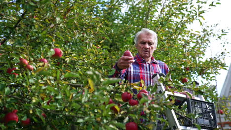 old man gathering apple harvest in autumn. farmer stands on the ladder among the tree branches and picks up ripe fruit.
