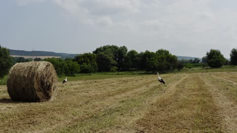 Push-shot-over-golden-field-of-hay-bales-towards-migratory-storks-foraging