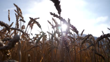 sunbeams glare through the ripe wheat in a windless cornfield