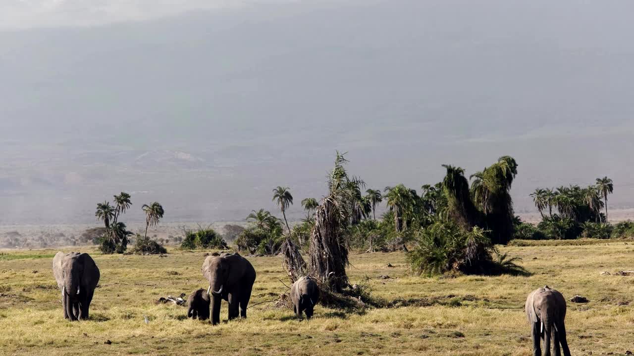 tomada inclinada del monte kilimanjaro y los elefantes en amboseli