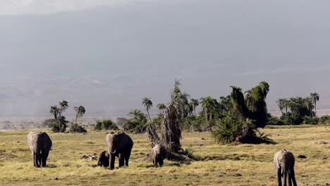 tilt up shot of mt kilimanjaro and elephants at amboseli