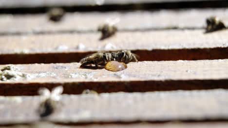 Primer-Plano-De-Las-Abejas-Alimentándose-De-Miel.