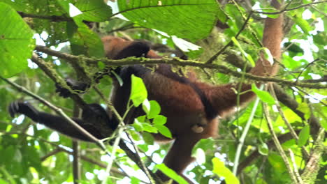 Spinnenaffe-Mit-Entzückendem-Baby,-Das-Durch-Dschungeldach-In-Costa-Rica-Klettert