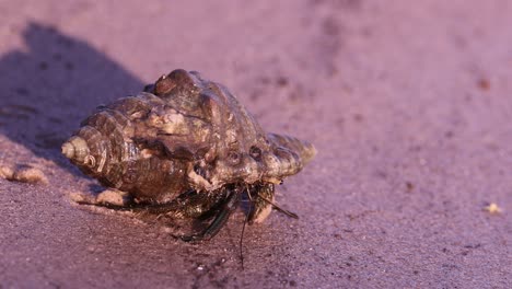 hermit crab moving slowly on sandy surface