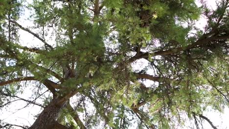 High angle view of tree branches against the sky