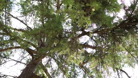 high angle view of tree branches against the sky