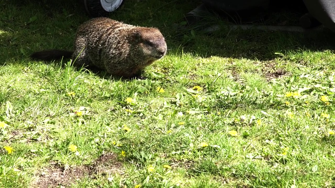 Cute wild groundhog, or woodchuck, munching on green grass and dandelions. The furry rodent is foraging for food on a sunny spring day