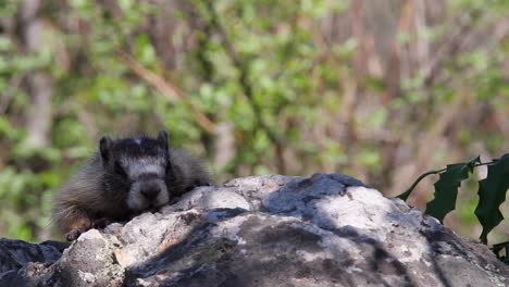 Adorable-young-marmot-on-sunny-boulder-lies-down-to-enjoy-hot-stone