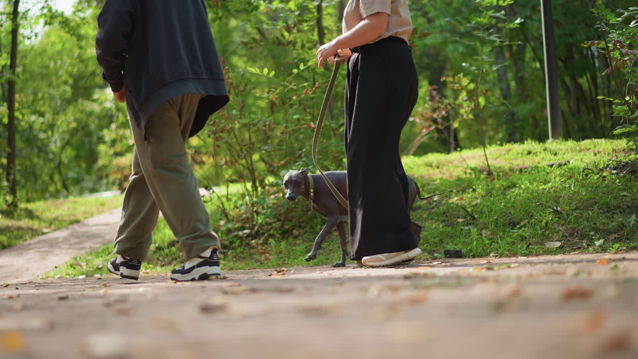 Woman Coaxing Shy Hairless Dog Near Pathway, Greenery And Bushes In Background, Gentle Pull On Leash As Dog Sniffs, Calm Afternoon Park Atmosphere With Soft Sunlight And Candid Motion Shots