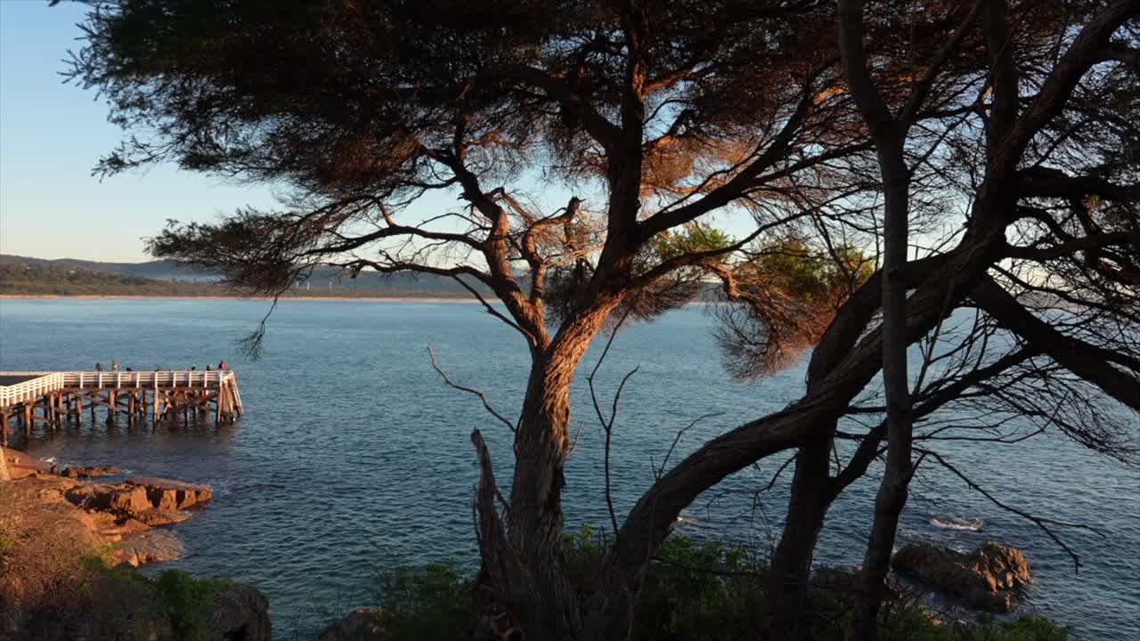 wide shot showing Tathra bay, the wharf and shrubbery in the foreground during sunrise, New South Wales, Australia