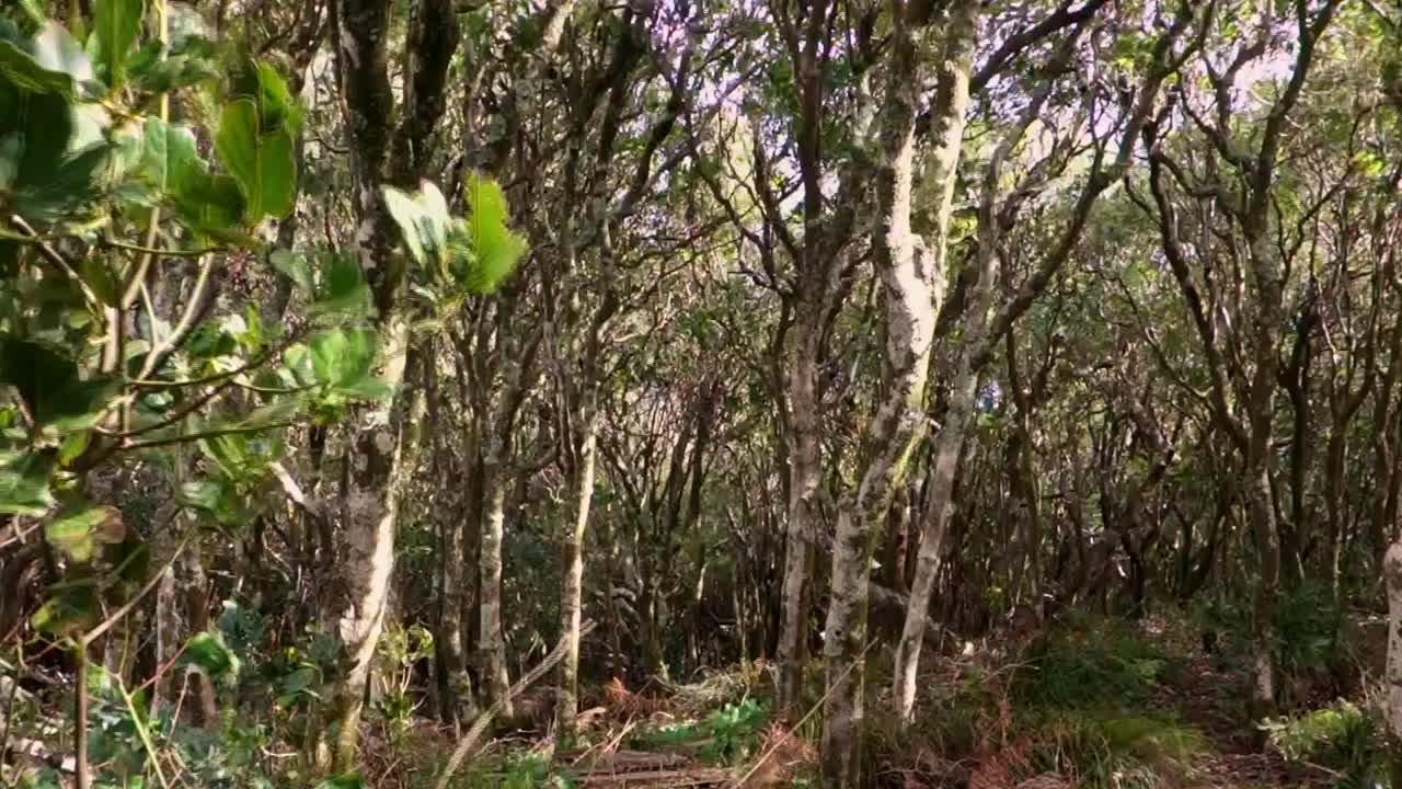 viento fuerte en un bosque en un día de tormenta