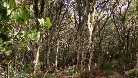 viento fuerte en un bosque en un día de tormenta