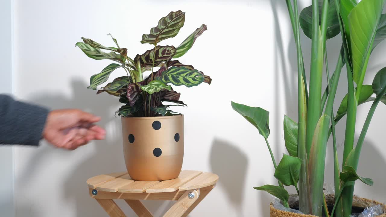A person placing a potted Calathea plant with a golden pot onto a wooden stool in a minimalist indoor setting