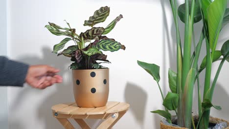 a person placing a potted calathea plant with a golden pot onto a wooden stool in a minimalist indoor setting