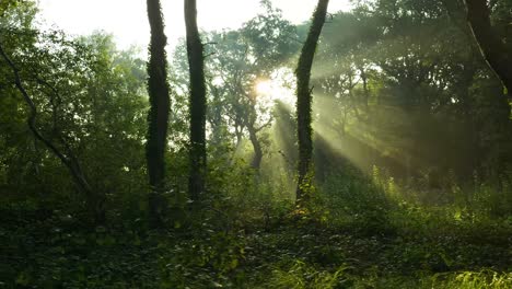 sunlight streaming through the trees