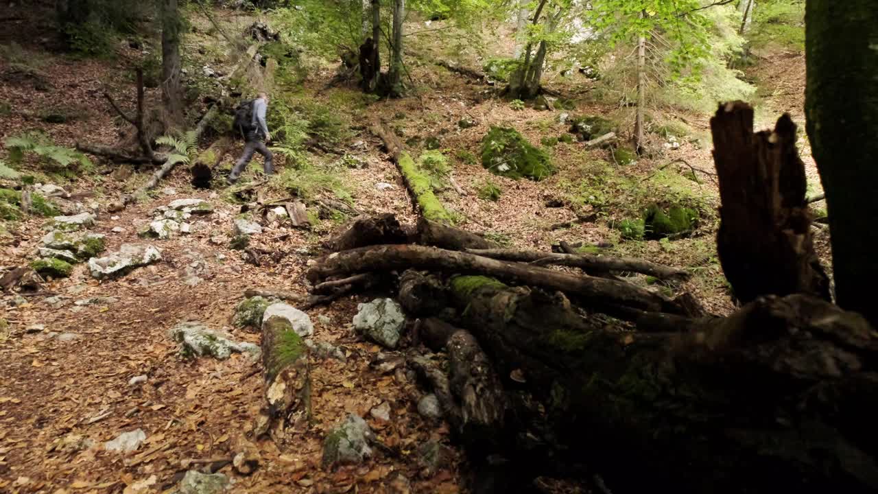 Mand, der går gennem Pokljuka-slugten i Slovenien om foråret i Triglav Nationalpark