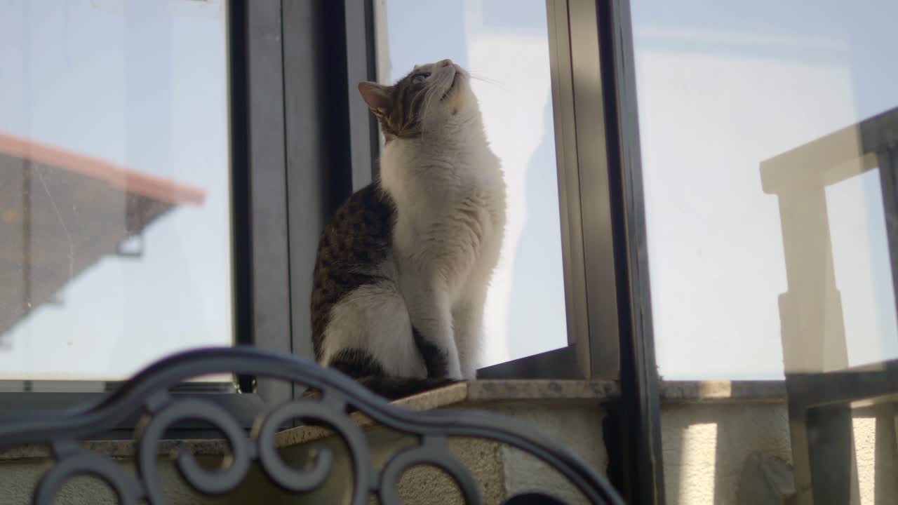 Cat looking up at the sky from a balcony