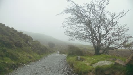 strong winds and mist toss the limbs of trees and bushes in the country landscape alone a gravel path, uk