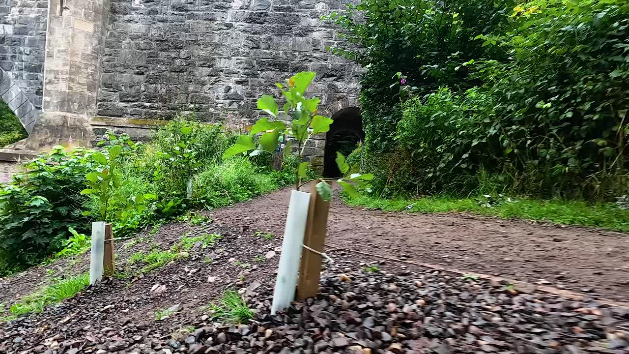 camino a través de un bosque exuberante cerca de una estructura de piedra