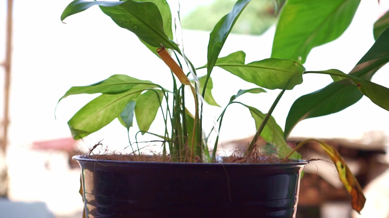 Innaffiare una pianta verde in vaso con terriccio di fibra di cocco, concetto di giardinaggio e cura delle piante, scena di giardinaggio domestico.