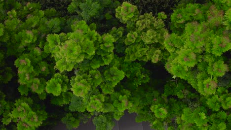 Hermosos-árboles-En-Una-Granja-Durante-La-Puesta-De-Sol-En-La-Ciudad-De-Moshi-Tanzania