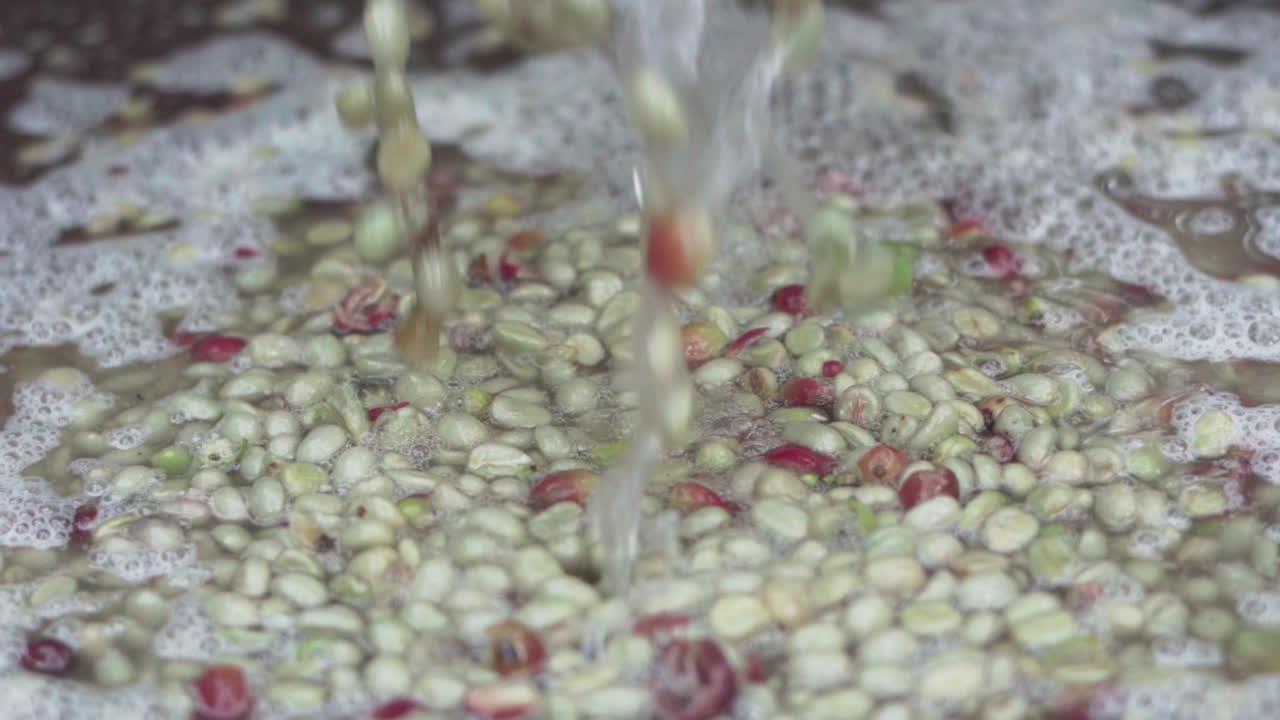 Fresh coffee cherries peeling process, peeling machine and cherries skin removed before next step of natural dry process, small coffee factory