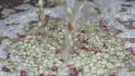 fresh coffee cherries peeling process, peeling machine and cherries skin removed before next step of natural dry process, small coffee factory